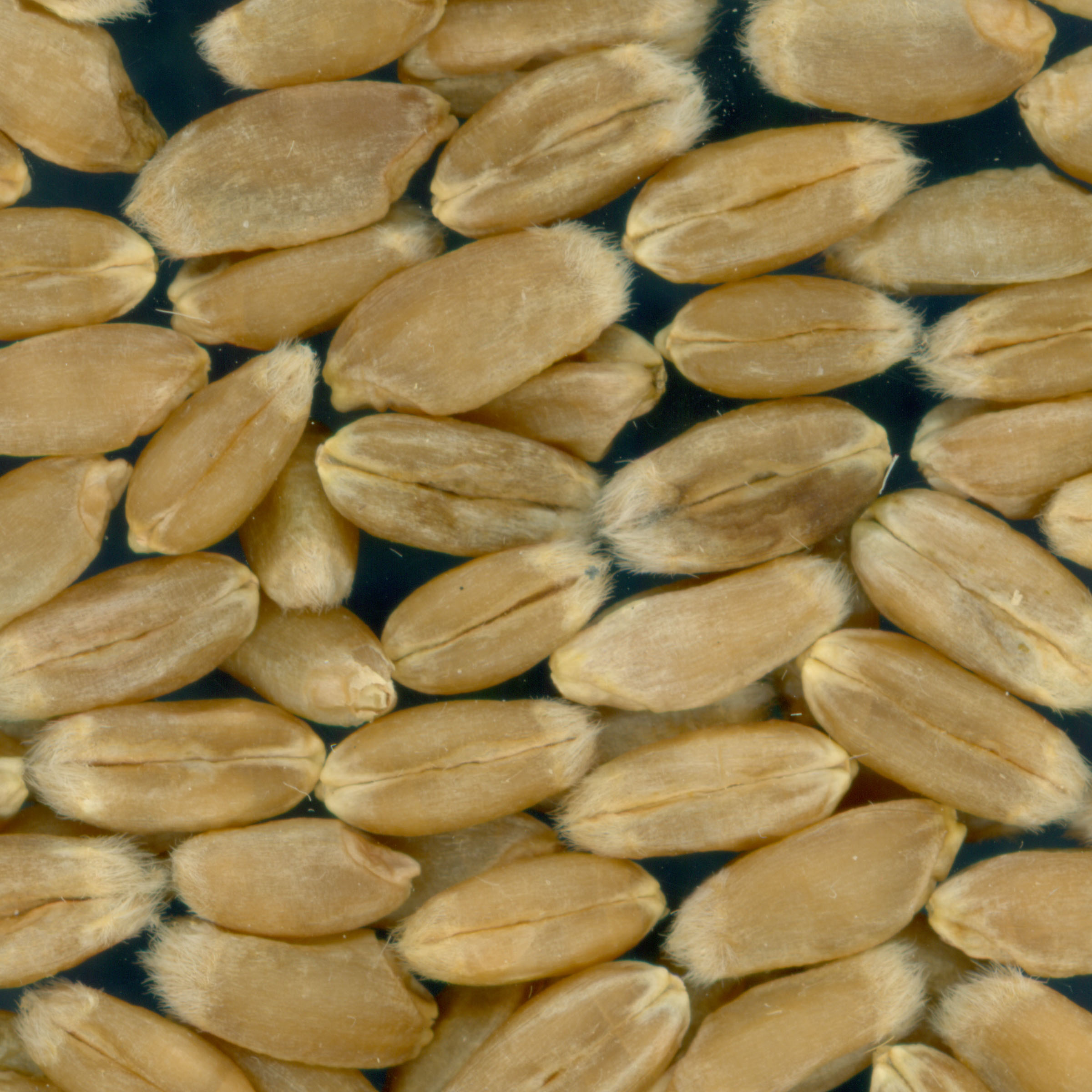 KERNELS